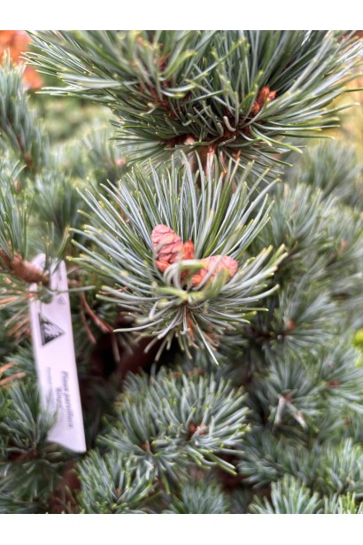 Pinus parviflora Kinpo хвоя